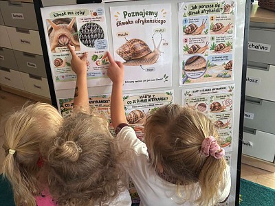 Grafika Gr.III Poznajemy ślimaka afrykańskiego
